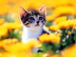 zawilgotnienie